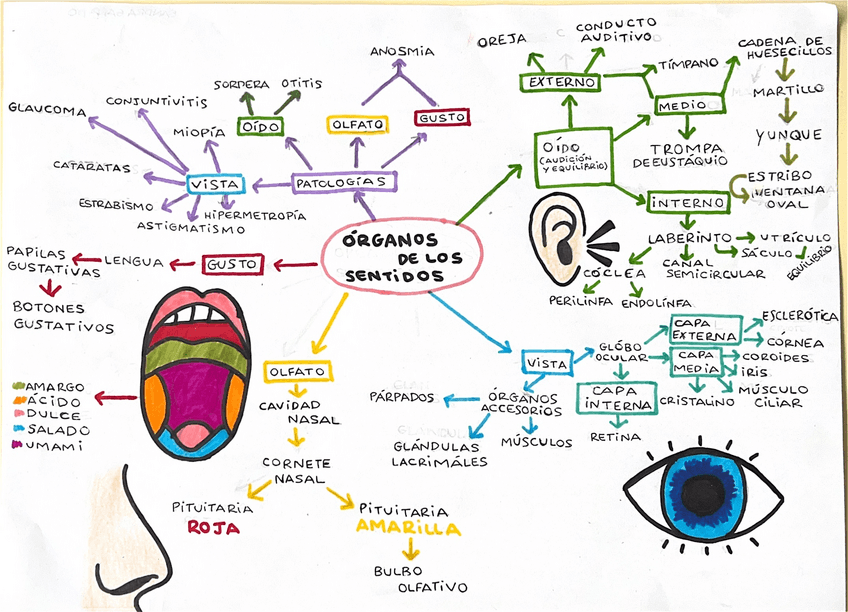 Miniatura del documento Mapa-mental-de-los-organos-de-sentidos-y-su-patologia.pdf