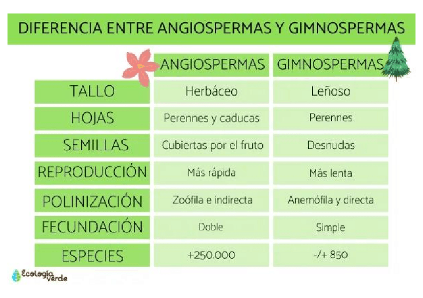 Miniatura del documento Diferencias-Entre-Angiospermas-y-Gimnospermas.pdf