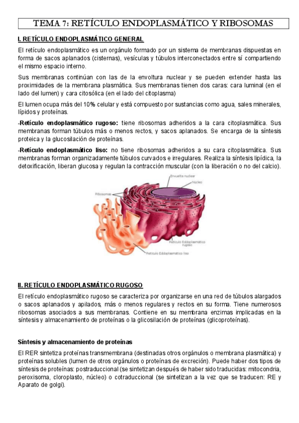 Miniatura del documento TEMA-7-RETICULO-ENDOPLASMATICO.pdf