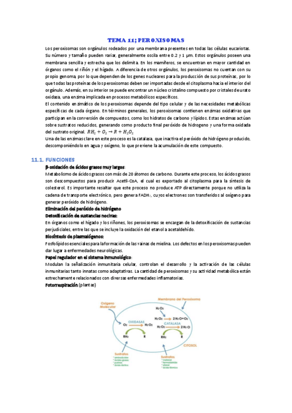 Miniatura del documento TEMA-11.pdf