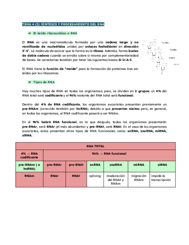Miniatura del documento TEMA-4-SINTESIS-Y-PROCESAMIENTO-DEL-RNA-A-Y-B-curso-24-25.pdf
