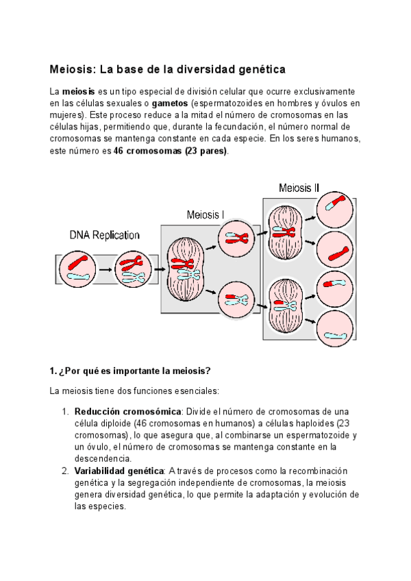 Miniatura del documento Meiosis-La-base-de-la-diversidad-genetica.pdf