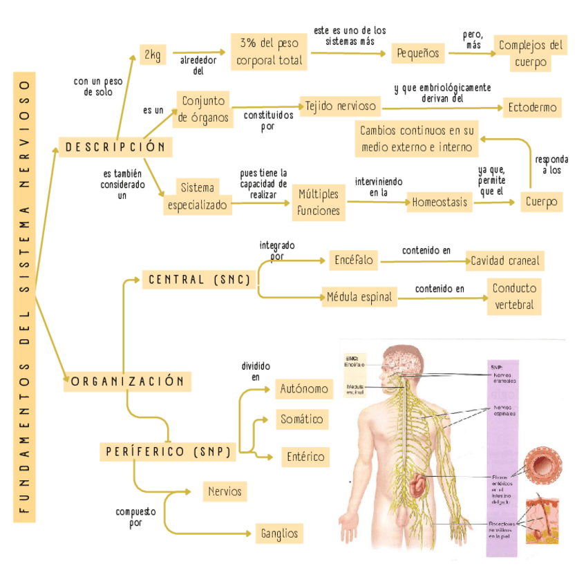 Miniatura del documento Fisiologia-del-sistema-nervioso.pdf