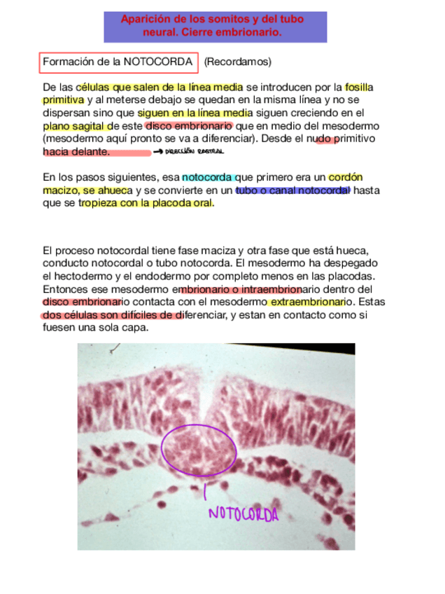 Miniatura del documento Tema-6-embriologia-sistema-nervioso-apuntes-de-clase.pdf