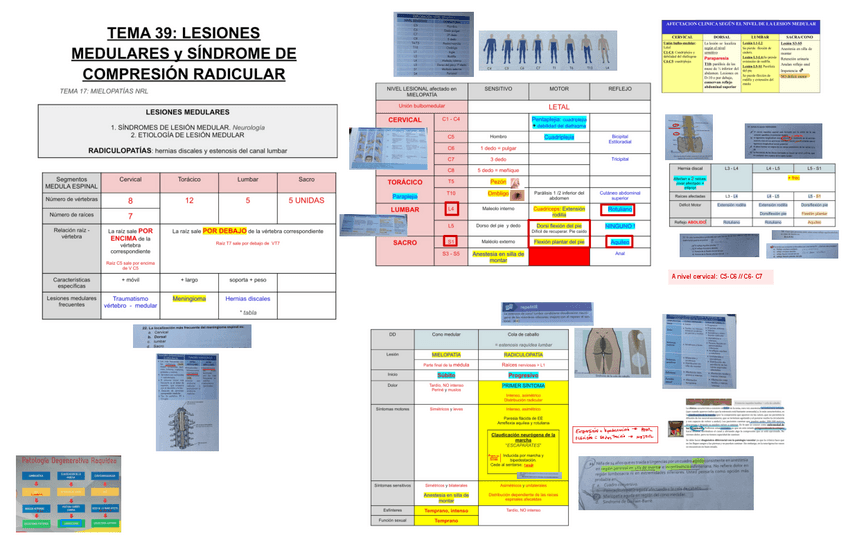 Miniatura del documento 39.-LESIONES-MEDULARES-Y-RADICULARES.pdf