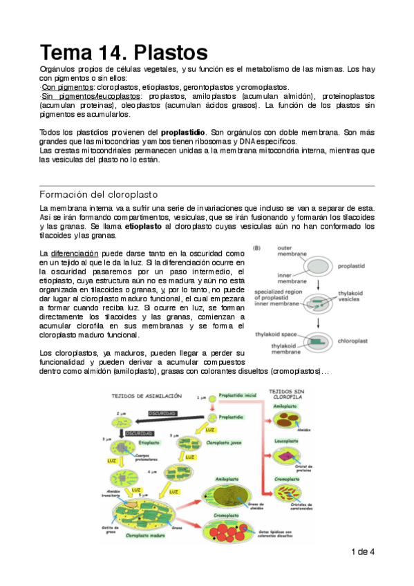 Miniatura del documento CELULAR plastos.pdf