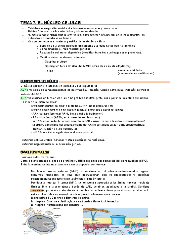 Miniatura del documento TEMA-7-NUCLEO-completo.pdf