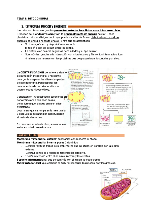 Miniatura del documento tema-9-mitocondrias.pdf