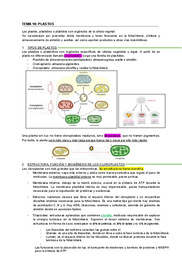Miniatura del documento TEMA-10-PLASTOS-biocel.pdf