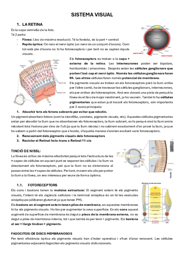 Miniatura del documento 19.-Sistema-Visual.pdf