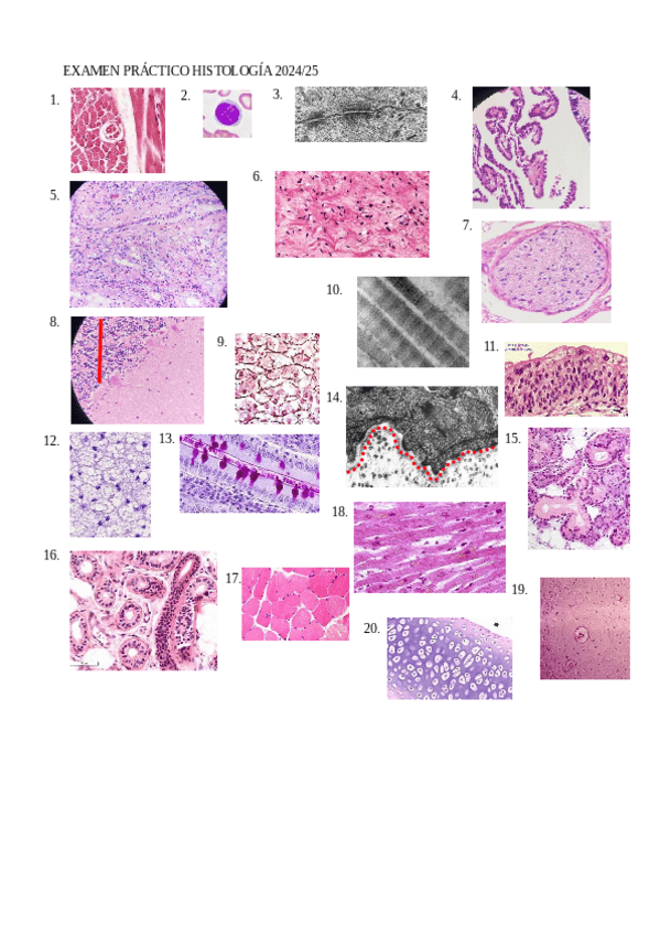 Miniatura del documento EXAMEN-PRACTICAS-HISTOLOGIA-2024-25.pdf