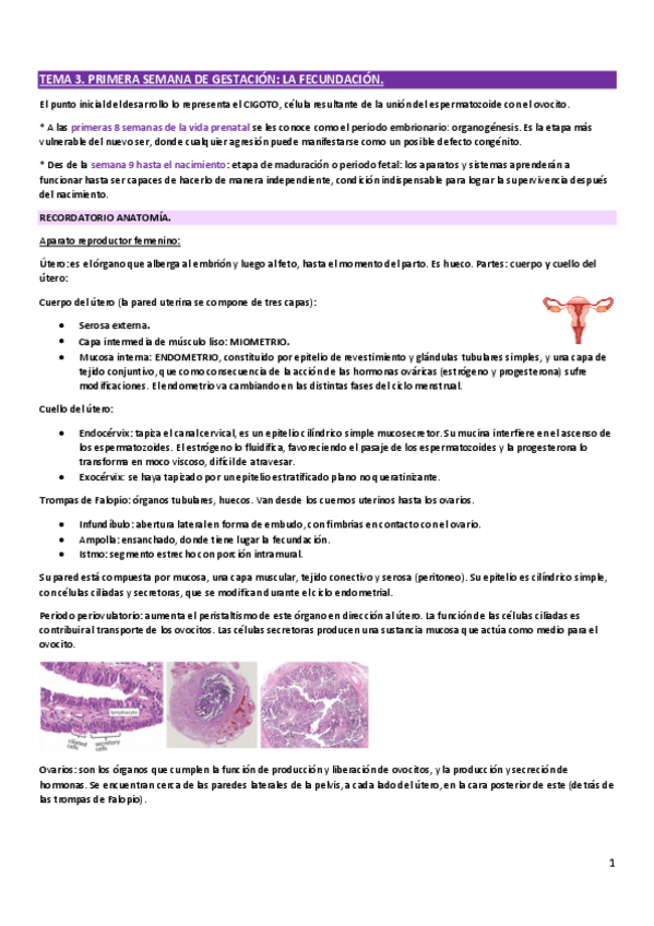 Miniatura del documento EMBRIOLOGIA-TEMA-3.pdf