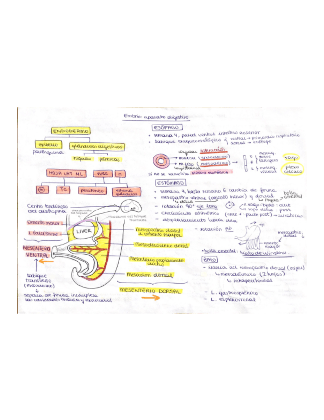 Miniatura del documento EMBRIO-tema-7-digestivo.pdf