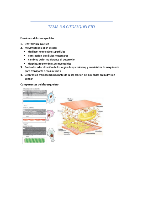 Miniatura del documento Tema-3.6-citoesqueleto.pdf