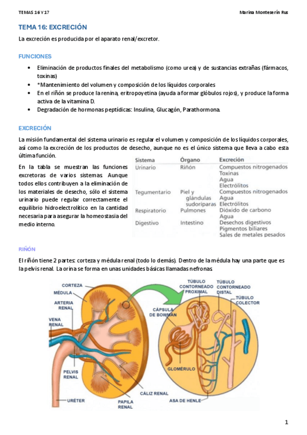 Miniatura del documento APUNTES-FISIO-TEMAS-16-Y-17-Marina-Monteserin-Rus.pdf
