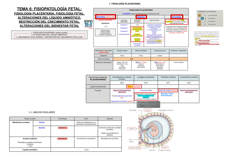 Miniatura del documento 6-FISIOPATOLOGIA-FETAL-FISIOLOGIA-PLACENTARIA.pdf