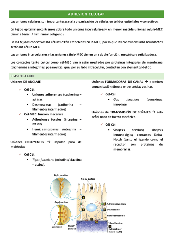 Miniatura del documento uniones-celulares-parte1.pdf