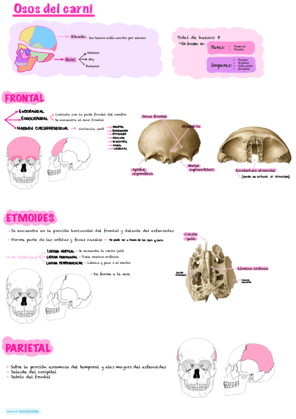 Miniatura del documento apuntes-anatomia-de-los-huesos.pdf