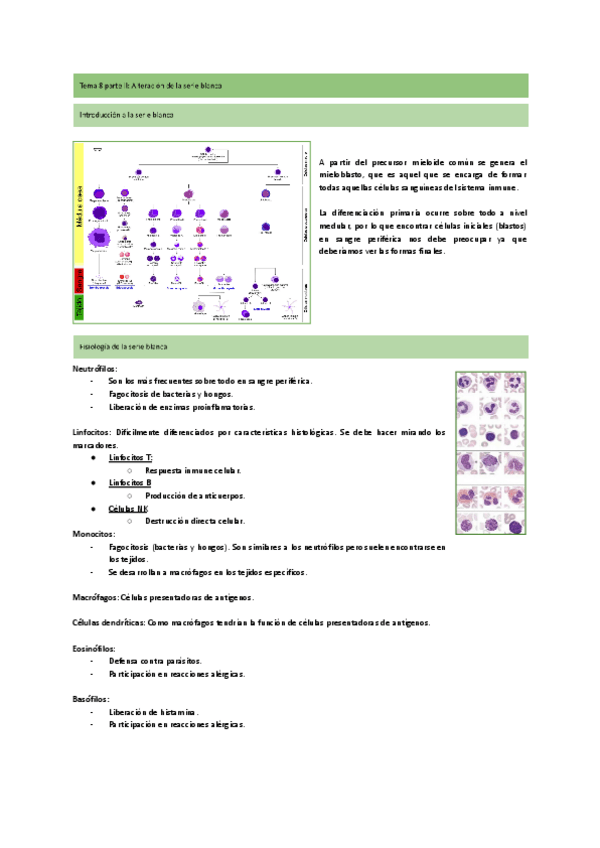 Miniatura del documento Tema-8.2-Alteraciones-de-la-serie-blanca.pdf