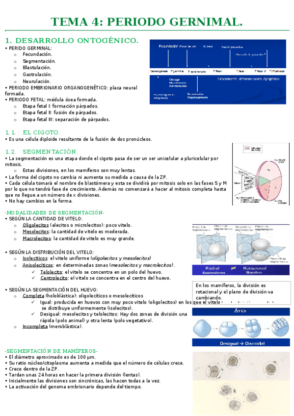 Miniatura del documento TEMA 4- PERIODO GERMINAL.docx