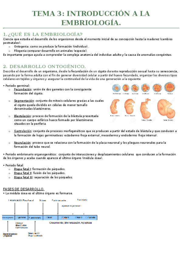 Miniatura del documento TEMA 3- introducción a la embriología.docx