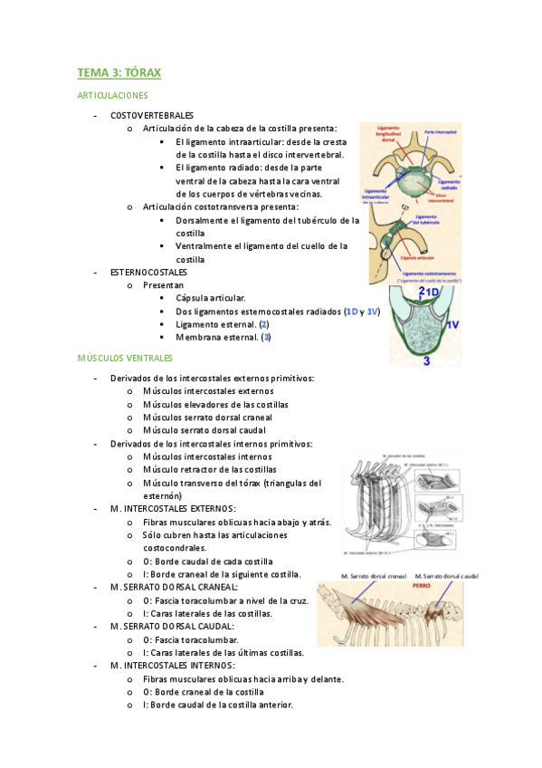 Miniatura del documento TEMA-3-MUSCULOS-DEL-TORAX.pdf