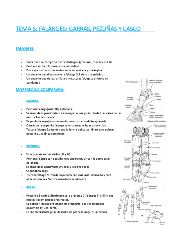 Miniatura del documento TEMA-6-FALANGES-CASCO-PEZUNAS-Y-GARRAS.pdf