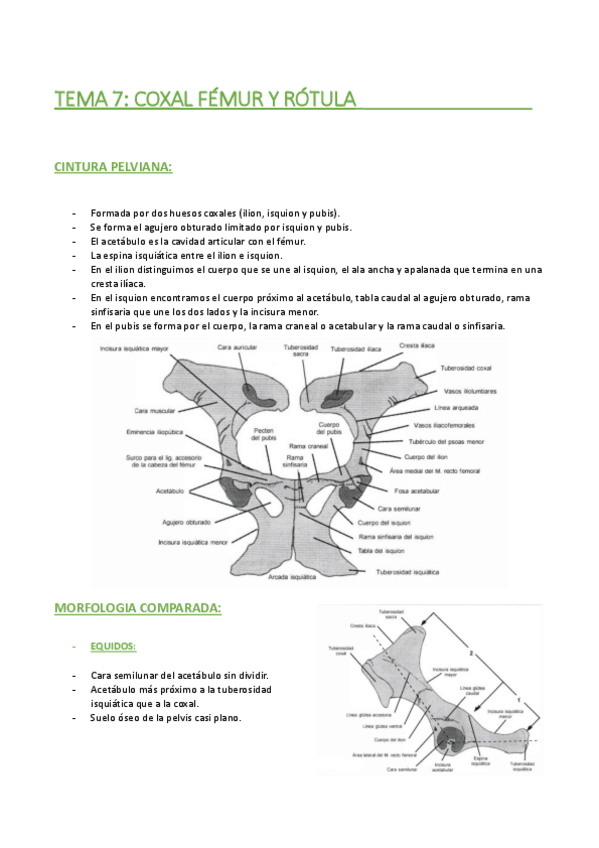 Miniatura del documento TEMA-7-PELVIS.-FEMUR-Y-ROTULA.pdf