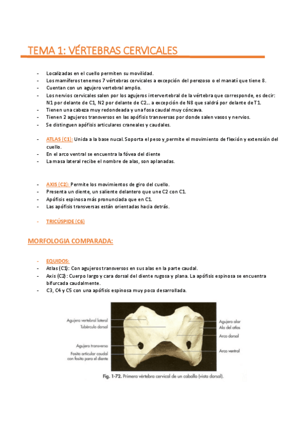 Miniatura del documento TEMA-1-VERTEBRAS-CERVICALES.pdf