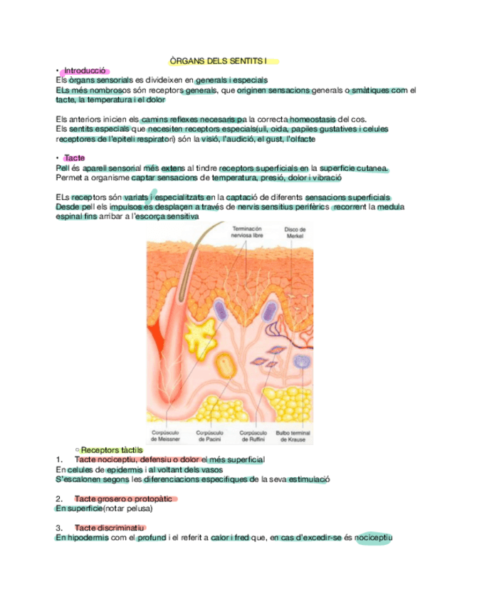 Miniatura del documento apuntes-de-los-sentidos-vista-tacto-olfacto-oido-equilibrio-gusto.pdf