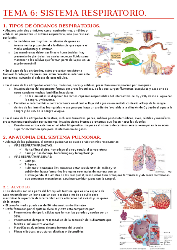 Miniatura del documento ✓  TEMA 6- SISTEMA RESPIRATORIO..docx