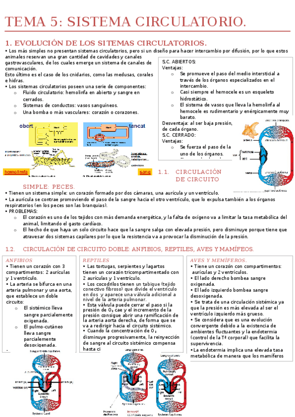 Miniatura del documento ✓ TEMA 5- SISTEMA CIRCULATORIO..docx