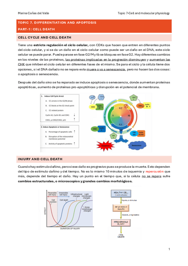 Miniatura del documento Topic-7.-Differentiation-and-apoptosis.pdf