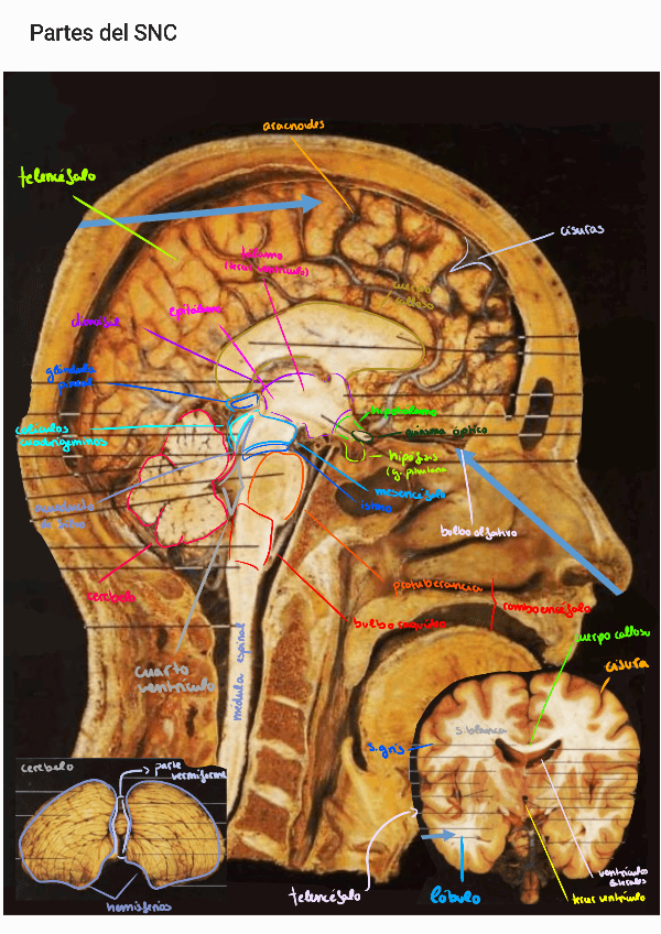 Miniatura del documento SNC.pdf