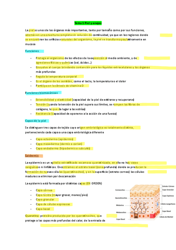 Miniatura del documento resumen-tema-1-piel-y-anejos.pdf