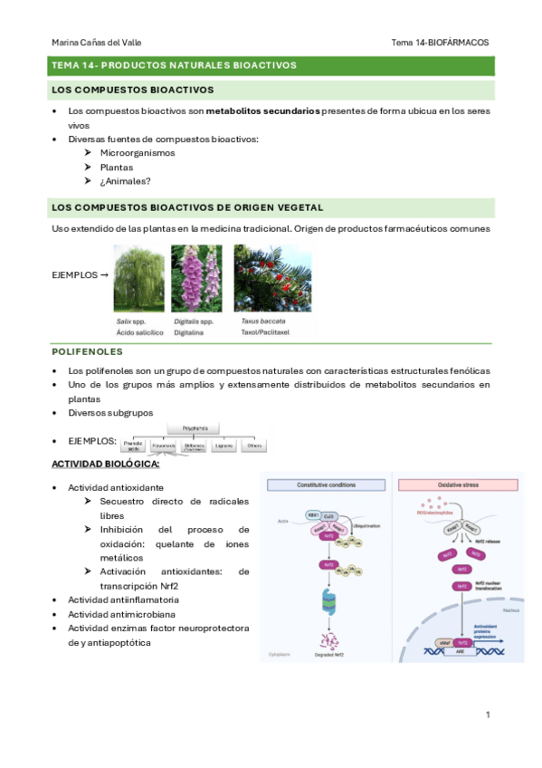 Miniatura del documento TEMA-14-Principales-fuentes-de-obtencion-de-productos-naturales-bioactivos.-Citostaticos-y-antibioticos.pdf