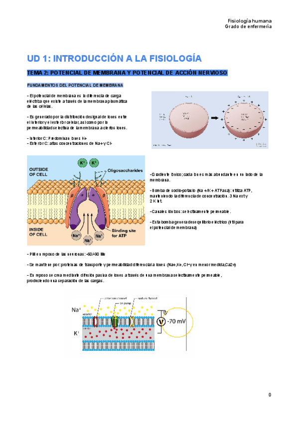 Miniatura del documento tema-2-fisiologia-humana.pdf
