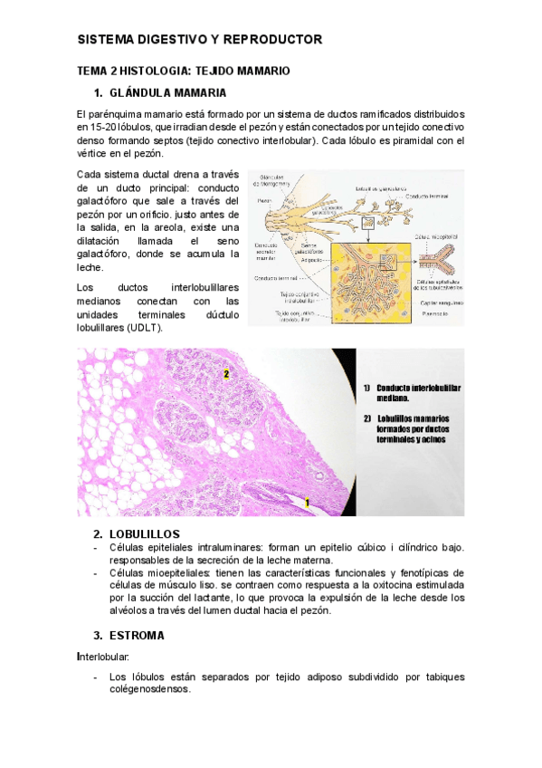Miniatura del documento tema-2-histologia.pdf