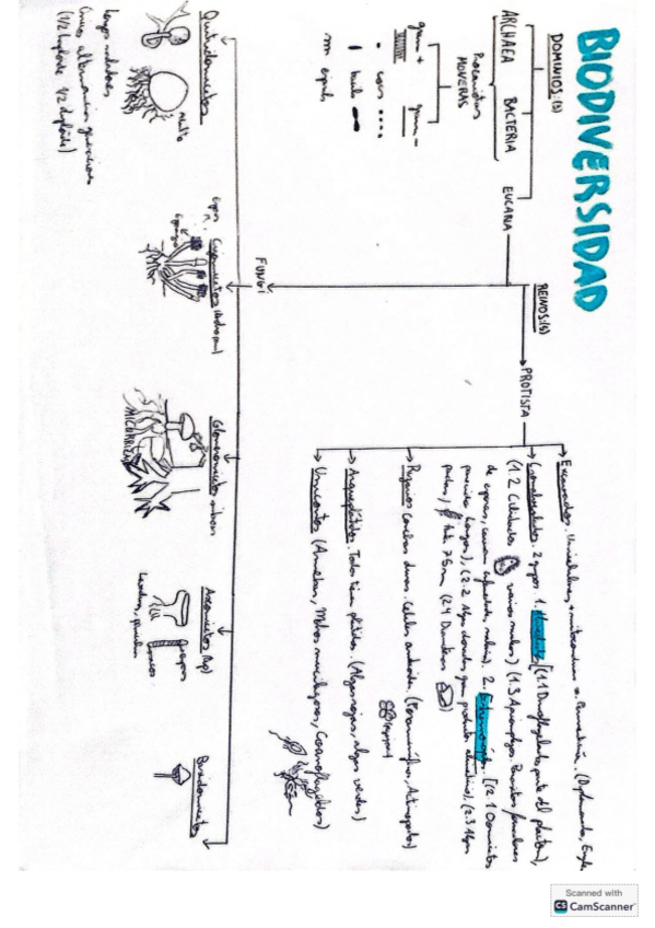 Miniatura del documento Esquema-biodiversidad.pdf