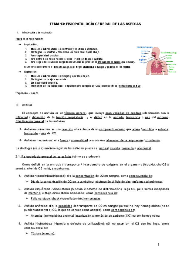 Miniatura del documento TEMA-13-FISIOPATOLOGIA-GENERAL-DE-LAS-ASFIXIAS.pdf