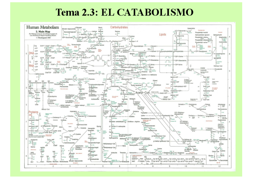 Miniatura del documento Esquema-Catabolismo.pdf