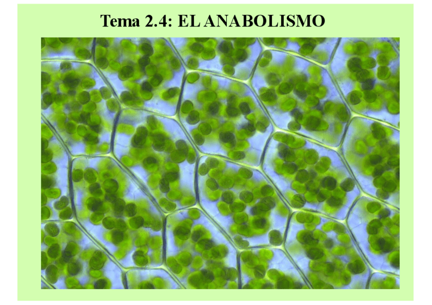 Miniatura del documento Esquema-Anabolismo-autotrofo.pdf