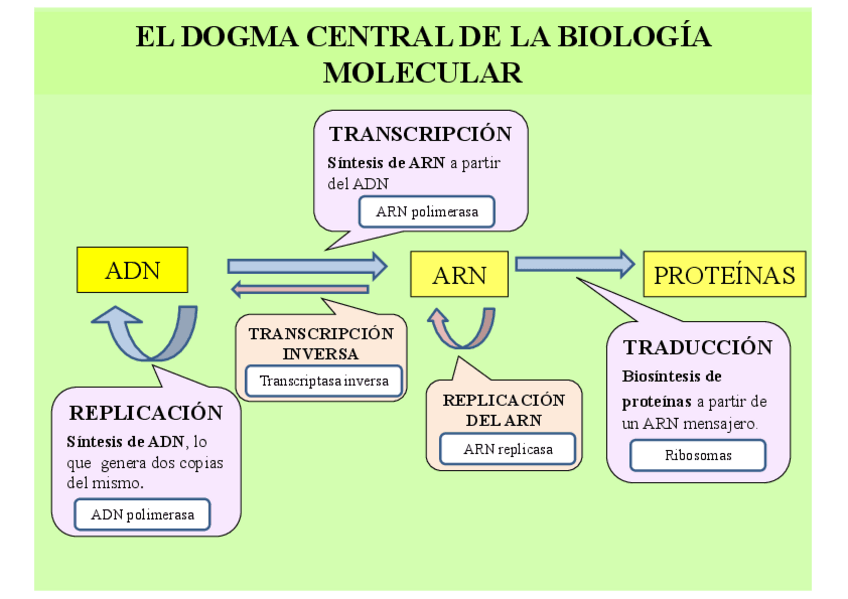 Miniatura del documento Esquema-Biologia-molecular-del-ADN.pdf