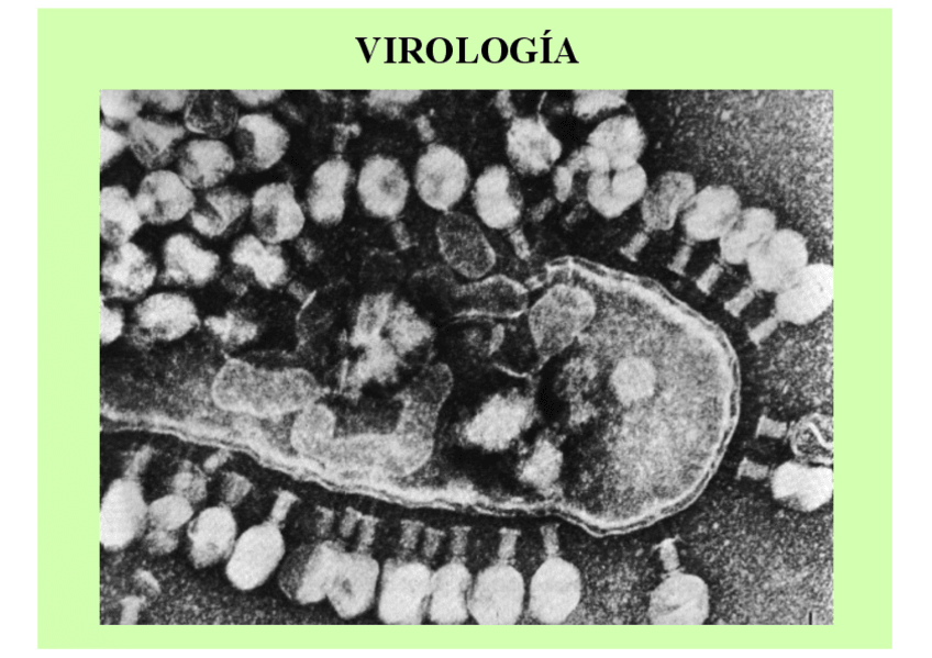 Miniatura del documento EsquemaVirologia.pdf