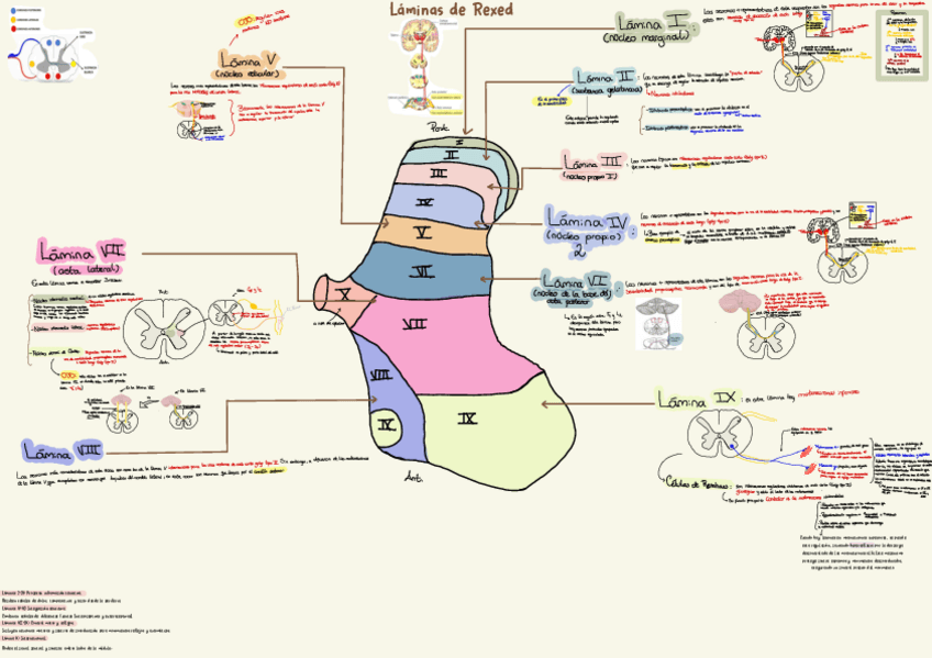 Miniatura del documento Esquema-laminas-de-Rexed.pdf