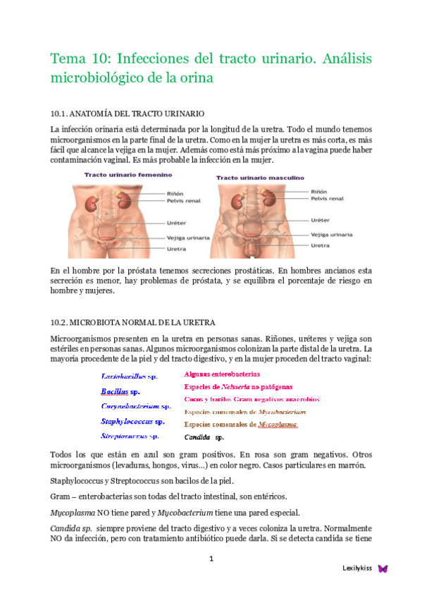 Miniatura del documento Tema 10 microbiología clínica.pdf