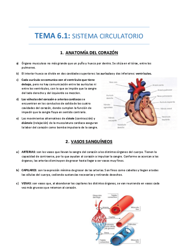 Miniatura del documento UD-6-SIST-CIRCULATORIO.pdf