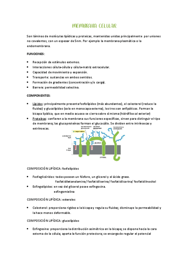 Miniatura del documento tema-1.-Membrana-celular.pdf