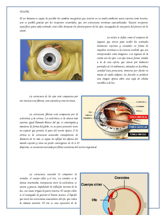 Miniatura del documento Fisiología de la Visión.docx