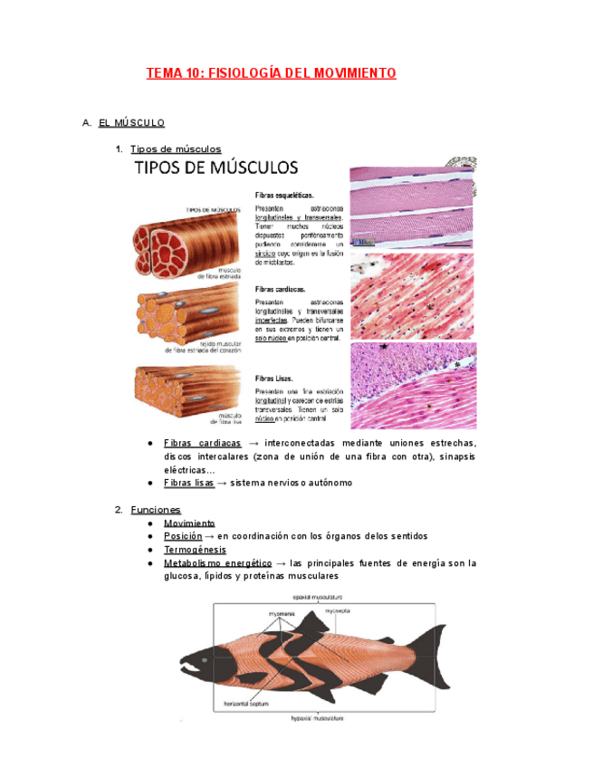 Miniatura del documento FISIOLOGIA-TEMA-10.pdf